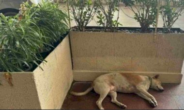 Dogs Welcome at Taj Mahal Hotel: Ratan TataÔÇÖs Inclusive Policy Praised