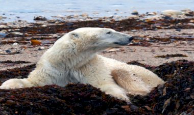 The Silent Cry: How Climate Change is Affecting Our Wildlife