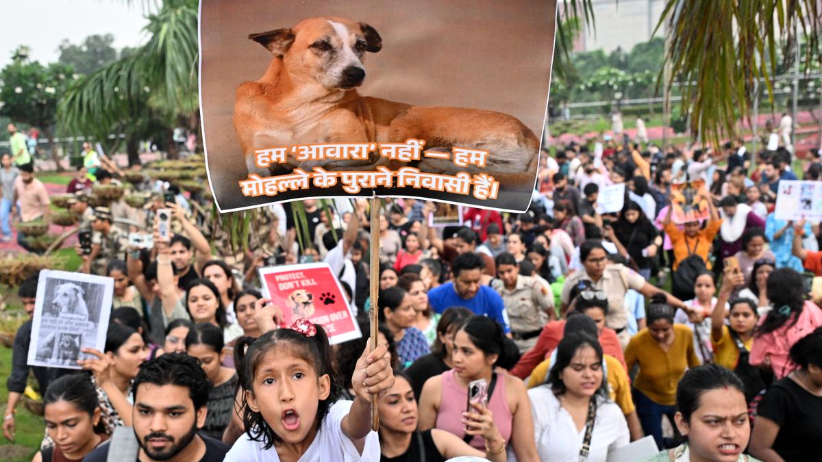 Supreme Court Allows Release of Stray Dogs After Vaccination, Modifies Earlier Directive