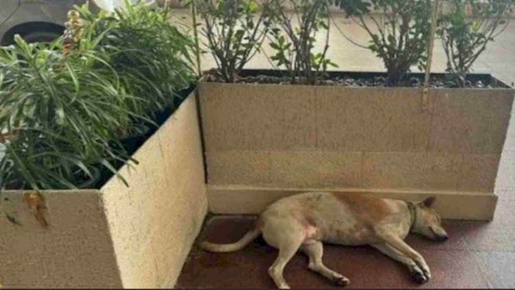 Dogs Welcome at Taj Mahal Hotel: Ratan TataÔÇÖs Inclusive Policy Praised