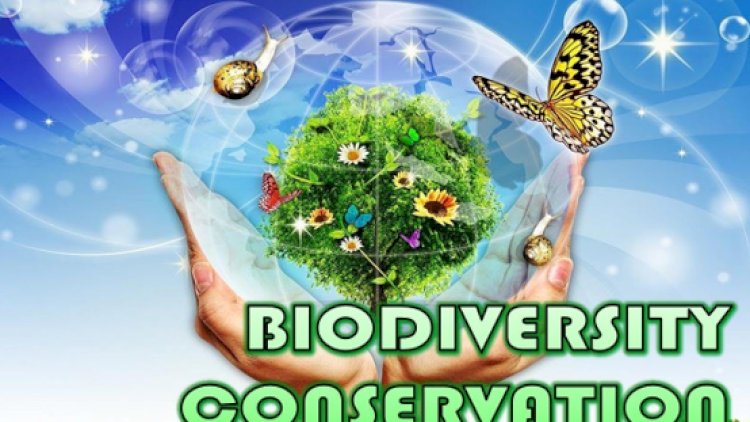 AI for Biodiversity Conservation