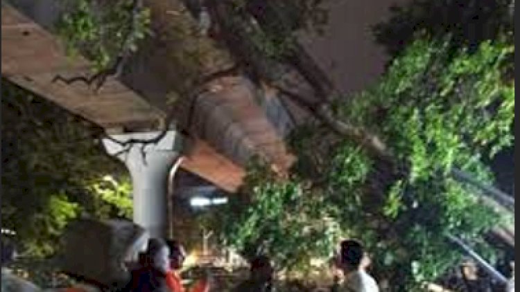 Bengaluru Metro Services on Purple Line Restored After Disruption