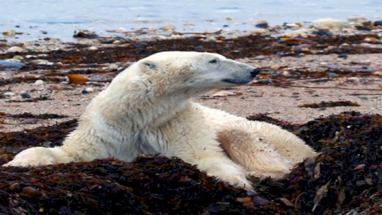 The Silent Cry: How Climate Change is Affecting Our Wildlife