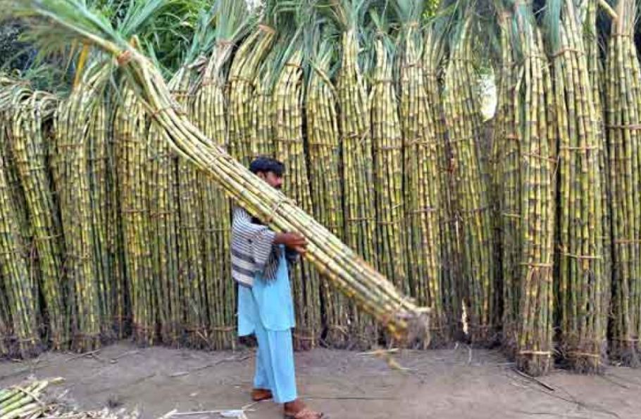 Sugarcane Farmers in Karnataka Rise in Protest: The Battle Over Fair Prices